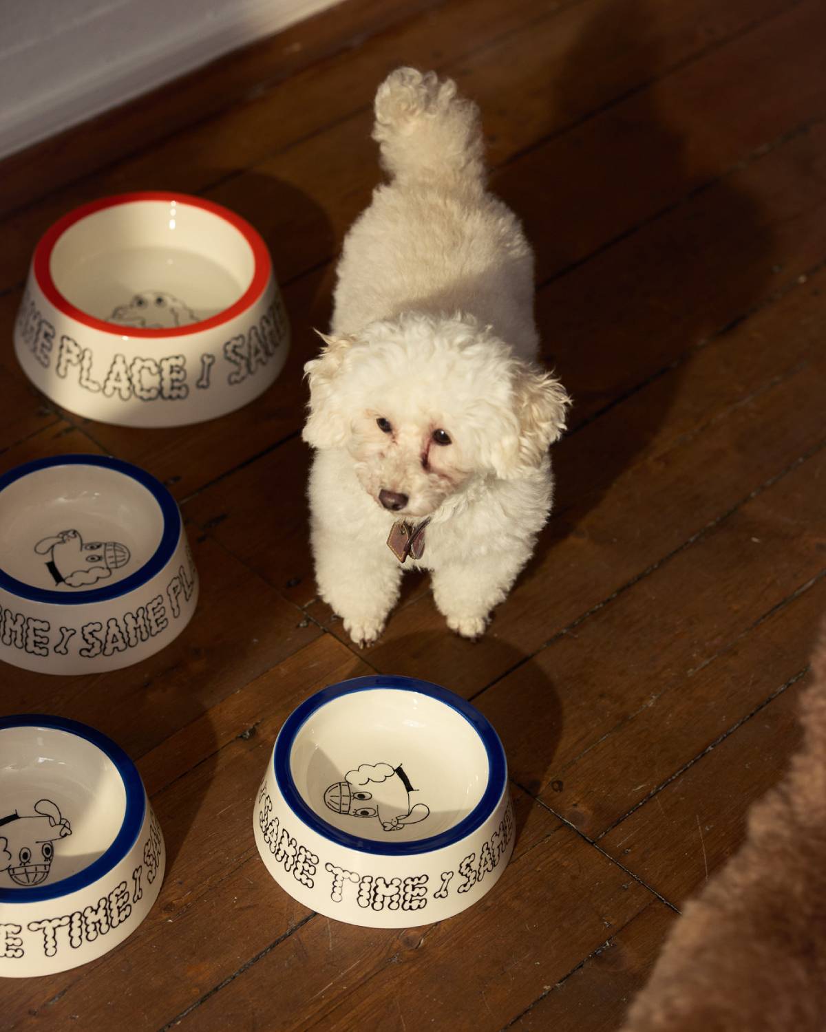 DOGBOWL - SMALL | BLUE | Jimu Kobayashi