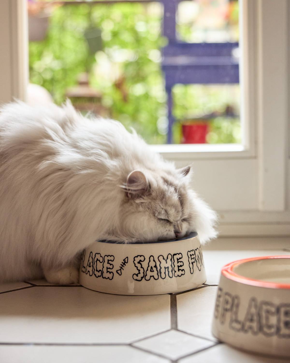 CAT BOWL – SMALL | BLUE | Jimu Kobayashi